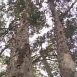 Lophostemon conferta, introduced native, planted 1921.
One of 28 trees planted in Memorial Park in 1921 as a memorial to the 28 men from the Armadale district, who died in WW1.