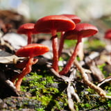 Folklore Fungus3 Scarlet Waxcap Giants Trails Bron Anderson