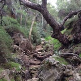 Dense vegetation either side of the rocky gully