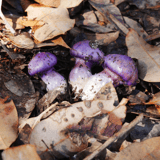 Fungi Cortinarius Archeri Knolls Trail Banderson.jpg
