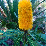 Banksia grandis (Bull Banksia) is one of the three Banksia species growing naturally and planted by volunteers in this area, others include Banksia attenuate (Slender Banksia) and Banksia menziesii (Firewood Banksia). They mostly flower in the warmer months of September through till December. 