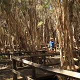 Boardwalk through the paperbarks