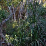 Rainforest along Annie Creek