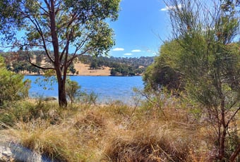 Noisy Scrub Bird views over water K Fawcett