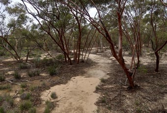 westonia_woodlands_1