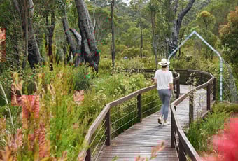 Understory1_Northcliffe_Frances Andrijich