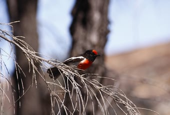 Red-Capped Robin_Woylie Trail_Narrambeen_Andrew Hide