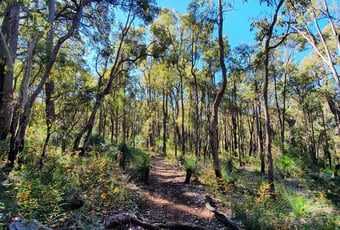Carmel Walk Pickering Brook trail Jarree Murray 