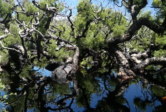 Goblin Swamp Bron Anderson