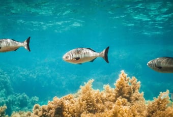Parker Point Snorkel2_Rottnest_RIA