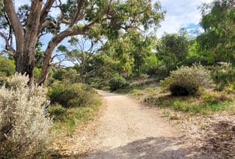 Quandong Maidens T Johnson 4.jpg