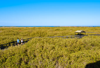 Carnarvon_Mangroves_Gallery_Image_1