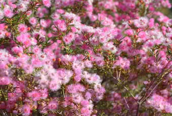 Reynoldson_Reserve_1