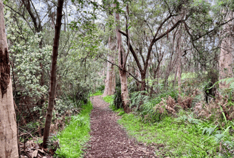 Trail1_Karri Walk Trail_Denmark_KStevens