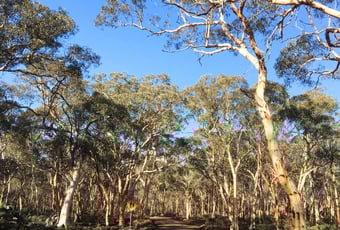 Darwinia Drive Trail, Dryandra Woodland, DBCA
