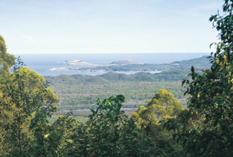 Giant Tingle Tree To Coalmine Beach_TrailsWA