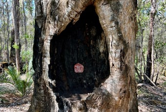 Blackbutt_Bridgetown Jarrah Park