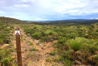 Yonga_Trail_3