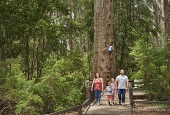 Gloucester_Tree_landscape_family_Frances_Andrijich