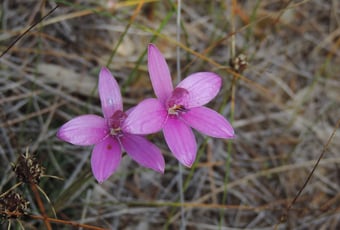 Elythranthera_emarginata_Pink_Enamel_Orchid_O_Sargent_Rsve_16.10.2016_DSCN3053_credit_Audrey_Sole