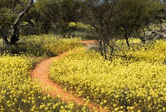 Plateau Walk_Coalseam_TourismWA