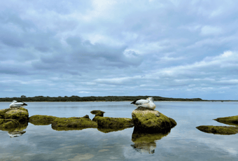 Pelican Trail_Augusta_KS