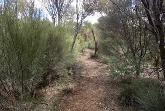 woodland_walk_walk_1