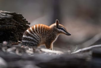 Numbat