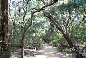 Meelup-Brook-accessible-section-Ana Marsic_Eloisa Pickerill