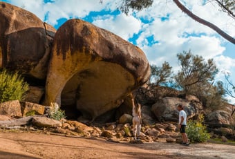 Hippos Yawn 1 TourismWA