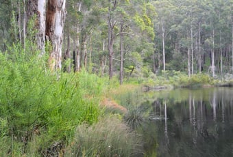 The Rocks Walktrail, Shannon NP  Bron Anderson (5).jpg