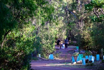 Shearwater Tuart Walk1 Copyright Ian Brodie-DBCA
