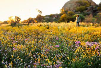 Wildflowers_Eaglestone Rock_Nungarin_TourismWA