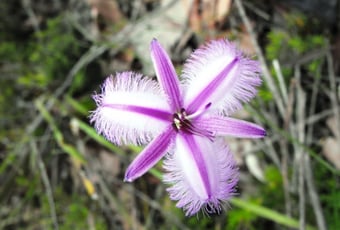 Wildflower Wander2_Kondil_Nannup_DBCA