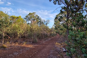 Whistler_Walk_Bungendore_Park_PHAVC_2