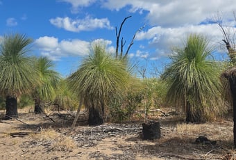 DixonPrecinct_Rockingham_TracyLindsey_grasstree