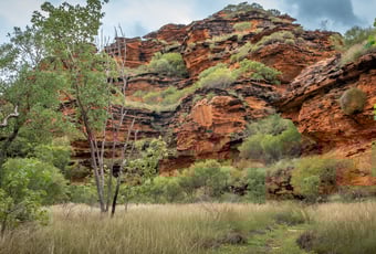 Gerliwany-gerringBanan_MirimaNP_2