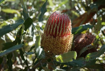 Banksia_menziesii_at_Brentwood