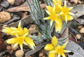 Rugged_Hills__Toodyay