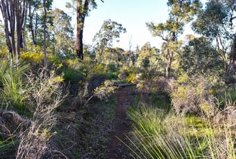 YamTrail_Lloyd_Hughes_Park_PHAVC_4
