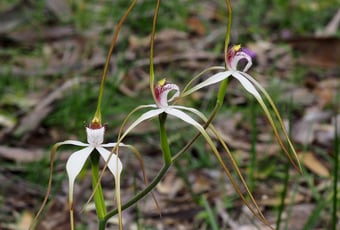 valley_loop_foxes_lair_00