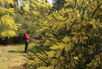 Wattle_Walk_Balingup_2