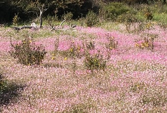 Majestic_Heights__Toodyay