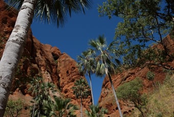 Mini_Palms1