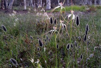 Highbury-walk-trail-1