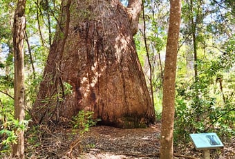 Deep River Loop Walk tingle tree T Johnson