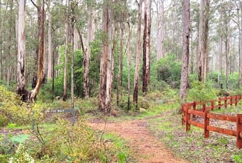 Jim Fox Walk Trail Manjimup T Johnson 17.jpg