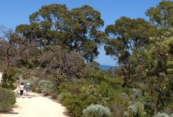 Bold_Park_Zamia_Trail_by_Sally_Wallace