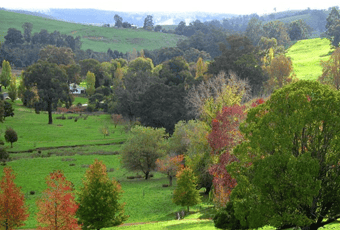 Pear Walk_Golden Valley Tree Park