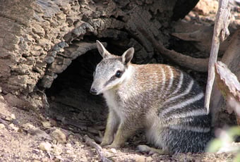 woylie_walk_numbat